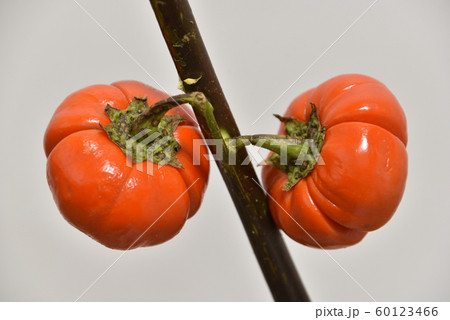 ハナナス 60123466