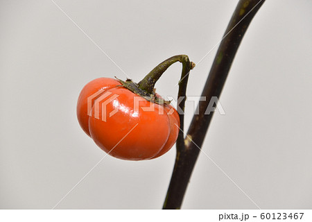 ハナナス ハナナス 60123467