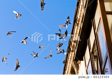 A flock of pigeons landing on the roof of an old A flock of pigeons landing on the roof of an old 60123564