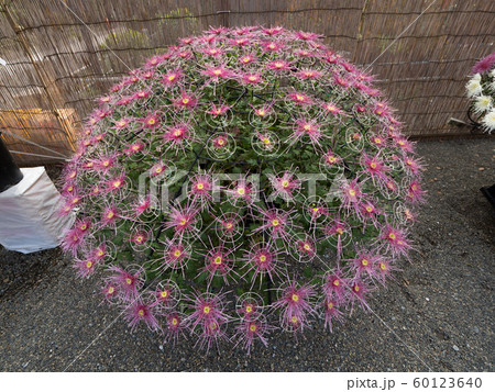 菊の花　千輪咲 60123640