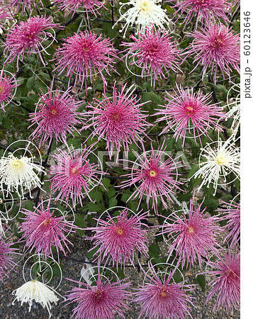 菊の花 千輪咲 菊の花 千輪咲 60123646
