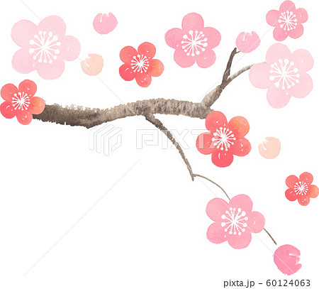 梅の花のイラスト素材
