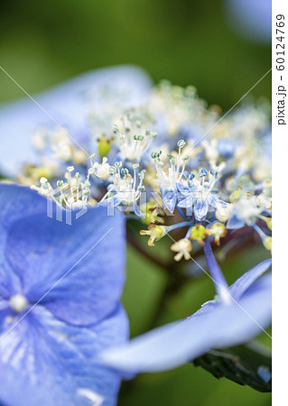 紫陽花/久安寺/池田市 60124769