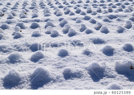 雪が積もった水田 60125399