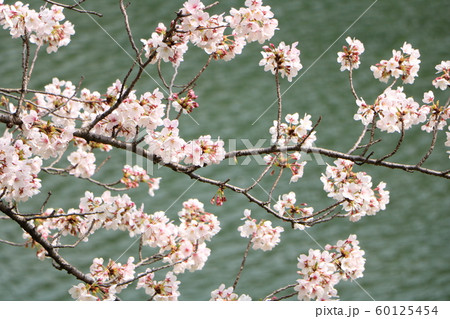 千鳥ヶ淵の桜 千鳥ヶ淵の桜 60125454