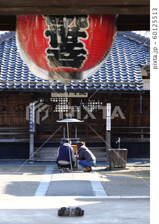 春と秋の2回咲くシキザクラ 春と秋の2回咲くシキザクラ 60125513