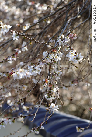 春と秋の2回咲くシキザクラ 春と秋の2回咲くシキザクラ 60125517
