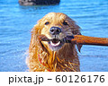 ゴールデンレトリバーと海 60126176