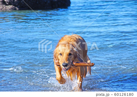 ゴールデンレトリバーと海 ゴールデンレトリバーと海 60126180