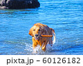 ゴールデンレトリバーと海 60126182