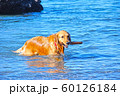 ゴールデンレトリバーと海 60126184