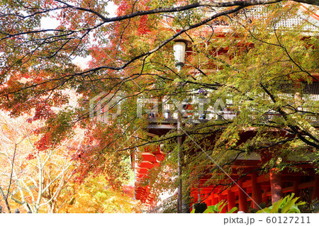 紅葉 60127211