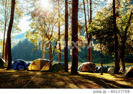 Tents of camping in forest. 60127708
