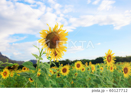 Sunflower on fields at sky. 60127712