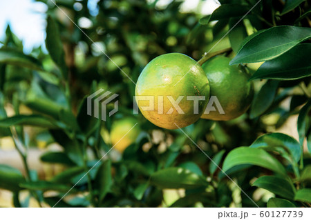 Orange on tree in farm. 60127739