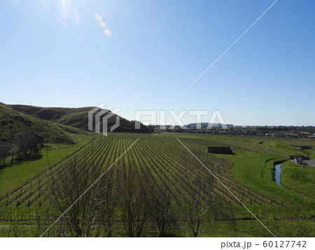 ワイナリーのぶどう畑の風景 60127742
