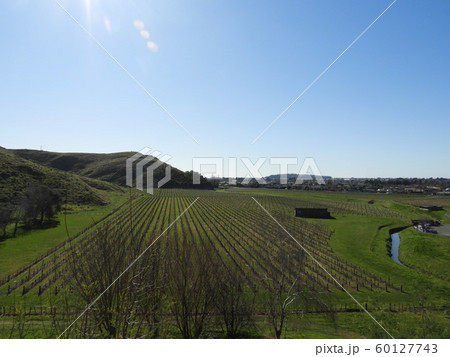 ぶどう畑の風景 60127743