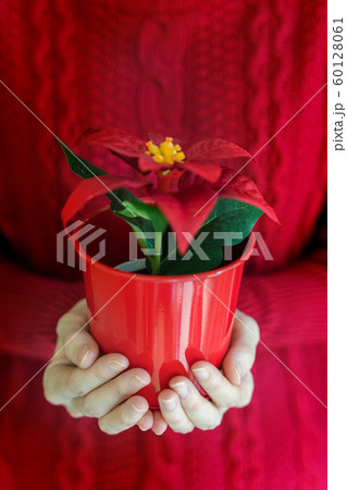 Woman hands hold christmas poinsettia flower in vase. 60128061