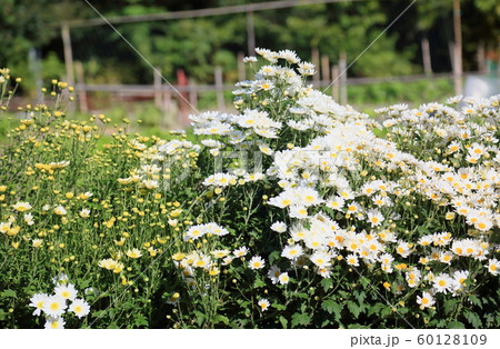 菊の花 60128109