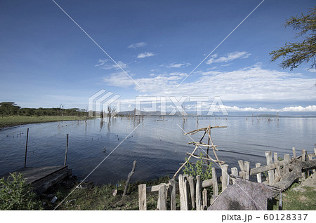 朝のナイバシャ湖 60128337