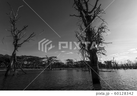 ナイバシャ湖の木 60128342