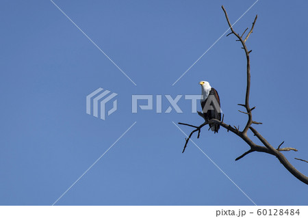 ナイバシャ湖のサンショクウミワシ 60128484