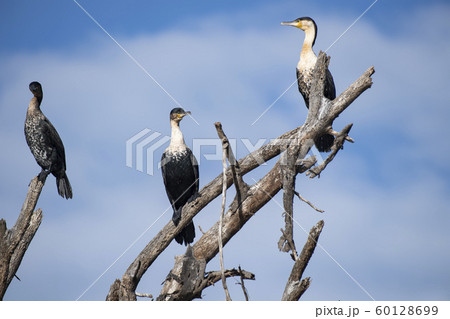 ナイバシャ湖のカワウ ナイバシャ湖のカワウ 60128699
