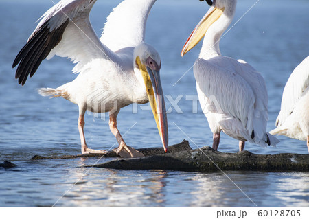 ナイバシャ湖のペリカン 60128705