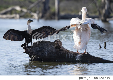 ペリカンとカワウ(ナイバシャ湖) ペリカンとカワウ(ナイバシャ湖) 60128749