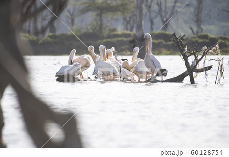 ペリカンとカワウ（ナイバシャ湖） 60128754