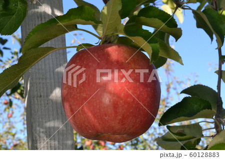 収穫間近の弘前郊外の林檎園のふじ 60128883