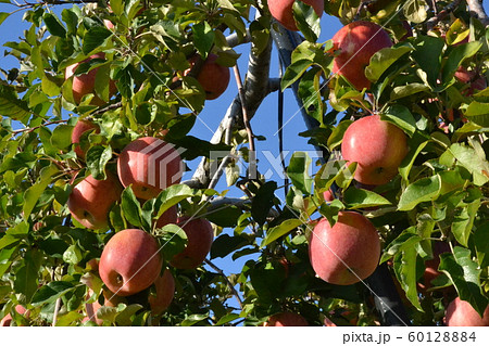 収穫間近の弘前郊外の林檎園のふじ 収穫間近の弘前郊外の林檎園のふじ 60128884