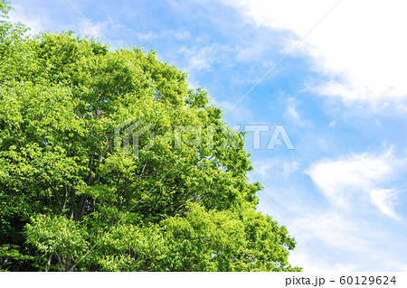 緑と青空の広がる風景 60129624