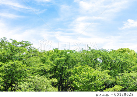 緑と青空の広がる風景 緑と青空の広がる風景 60129628