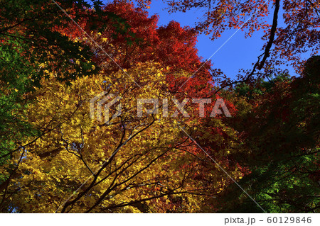 紅葉、いろは紅葉@大威徳寺、岸和田市、大阪府 紅葉、いろは紅葉@大威徳寺、岸和田市、大阪府 60129846