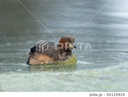 Little grebe, Tachybaptus ruficollis, Keoladeo National Park, Bharatpur, Rajasthan, India Little grebe, Tachybaptus ruficollis, Keoladeo National Park, Bharatpur, Rajasthan, India 60129926