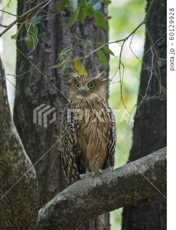 Tawny eagle owl, Aquila rapax, Jim Corbett National Park, Nainital, Uttarakhand, India 60129928