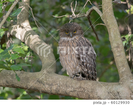 Brown fish owl, Ketupa zeylonensis, Jim Corbett National Park, Nainital, Uttarakhand, India Brown fish owl, Ketupa zeylonensis, Jim Corbett National Park, Nainital, Uttarakhand, India 60129930