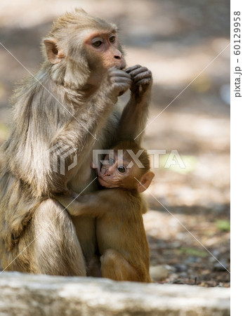 Monkey baby feeding, Dhikala, Jim Corbett National Park, Nainital, Uttarakhand, India 60129958