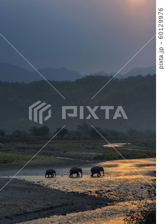 Elephants crossing Ramganga, Dhikala, Jim Corbett National Park, Nainital, Uttarakhand, India 60129976