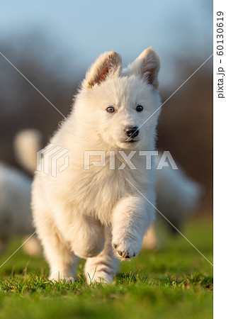Puppy cute White Swiss Shepherd dog portrait on 60130619