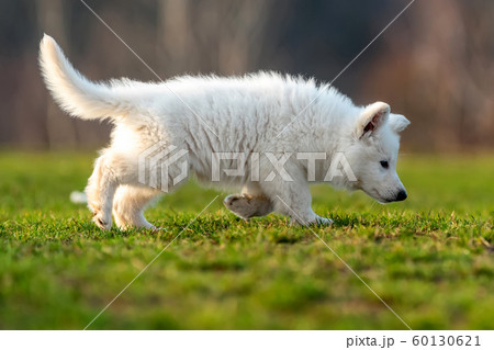 Puppy cute White Swiss Shepherd dog portrait on 60130621