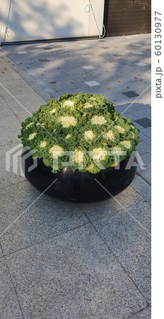 フル 沸騰 ハブ 60130977