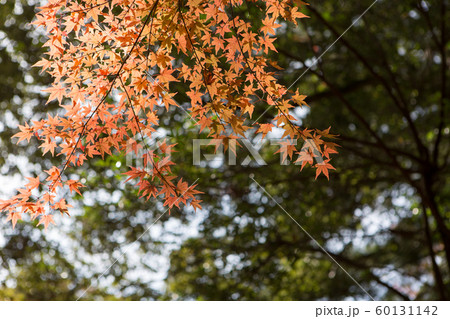 秋 紅葉 色とりどり 60131142