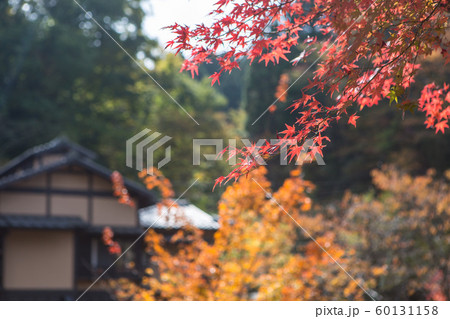 秋 紅葉 色とりどり 60131158