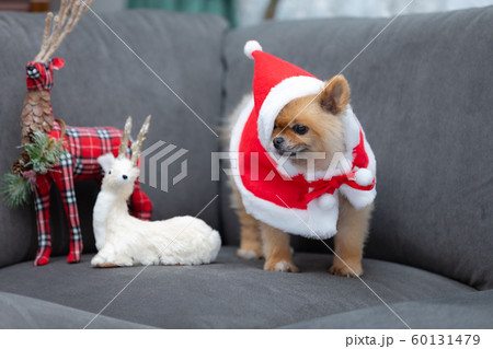 サンタクロースの服を着た犬の写真素材