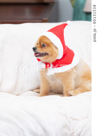 サンタクロースの服を着た犬の写真素材