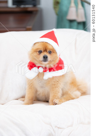 サンタクロースの服を着た犬 サンタクロースの服を着た犬 60131540