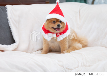サンタクロースの服を着た犬の写真素材