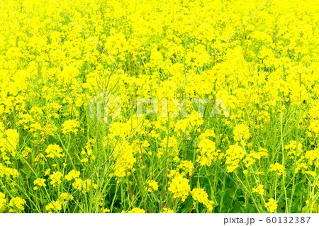 春の印象　菜の花畑 60132387